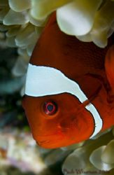 Spine Cheek in Raja Ampat
D200 Ikelite 125's by Dr Bob Whorton 